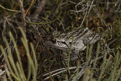 Ranoidea cyclorhynchus