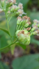 Schizomyia eupatoriflorae