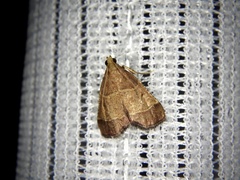 Tegulifera bicoloralis