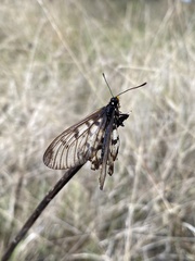 Acraea andromacha