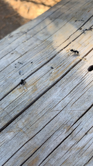 Camponotus laevissimus