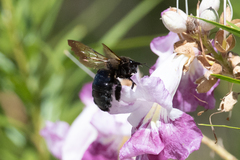 Xylocopa