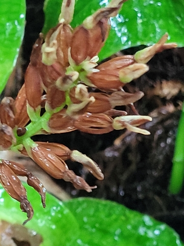 Platylepis heteromorpha observed 2022-10-01