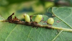 Kokkocynips decidua