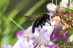 Xylocopa