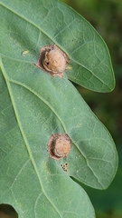 Callirhytis quercusfutilis