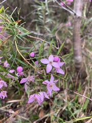 Boronia pinnata