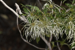 Clematis pubescens