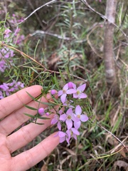 Boronia pinnata