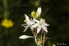 Chlorophytum borivilianum