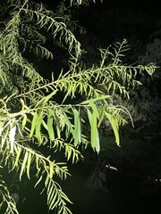 Salix nigra