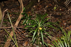 Cordyline stricta