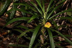 Cordyline stricta
