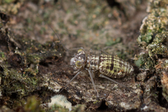 Mesopsocidae