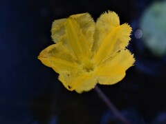 Nymphoides aurantiaca