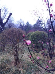 Prunus mume