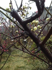 Prunus mume