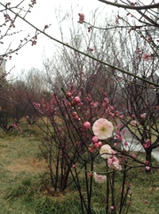 Prunus mume