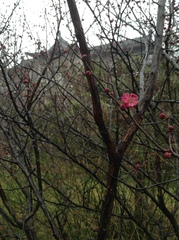 Prunus mume