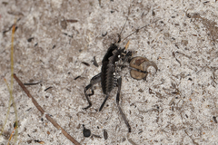 Pachysaga croceopteryx