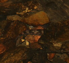 Gobiomorphus australis