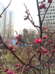 Prunus mume