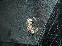Vespinae