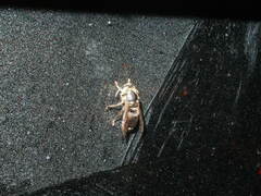 Vespinae