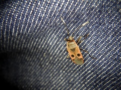 Physopelta parviceps