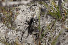 Pachysaga croceopteryx