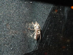 Vespinae