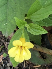 Erythranthe dentata
