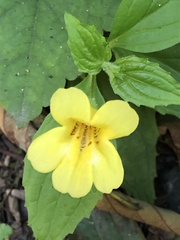 Erythranthe dentata