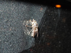 Vespinae