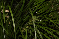Lomandra hystrix