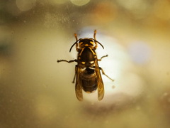Vespinae