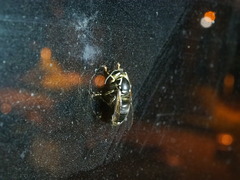 Vespinae