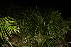Lomandra hystrix