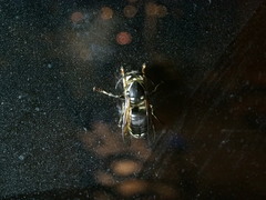 Vespinae