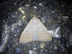 Simplicia niphona