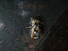 Vespinae