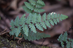 Myriopteris alabamensis