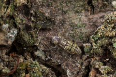 Mesopsocidae