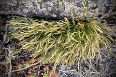 Asplenium septentrionale