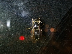 Vespinae