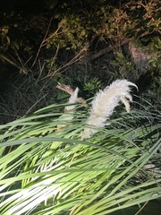 Cortaderia selloana