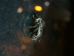 Vespinae