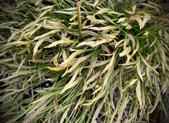 Asplenium septentrionale