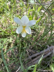 Freesia leichtlinii