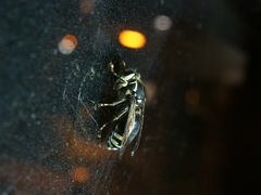 Vespinae